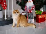 William - British Shorthair Cat For Sale - NY, US