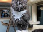 Stella - Maine Coon Kitten For Sale - Buford, GA, US