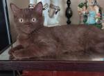 Mindy - British Shorthair Cat For Sale - TX, US