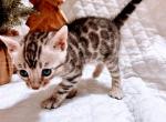 Bengal kittens - Bengal Kitten For Sale - Battle Ground, WA, US