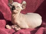 Heart - Sphynx Kitten For Sale - Scottsdale, AZ, US