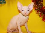 Canadian Sphynx - Sphynx Cat For Sale - Abington, PA, US