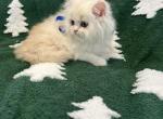 Mango - Persian Kitten For Sale - Creighton, MO, US