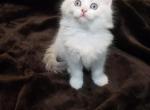 Ivy - Ragdoll Kitten For Sale - Dallas, TX, US