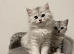 Silver Scottish kittens - Scottish Fold Kitten For Sale - Tukwila, WA, US