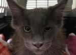 Magnolia Grayson blue kitty Coon - Maine Coon Kitten For Sale - Chipley, FL, US