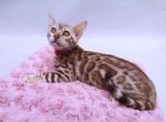 Princess - Bengal Cat For Sale - Miami, FL, US