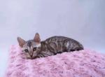 Lola - Bengal Cat For Sale - Miami, FL, US