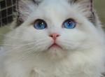 Christina - Ragdoll Cat For Sale - Los Angeles, CA, US