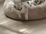 not named - British Shorthair Cat For Sale - Dallas, TX, US