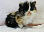 Lola - Persian Kitten For Sale - Callahan, FL, US