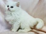 Tessa - Persian Kitten For Sale - Callahan, FL, US