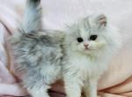 Ellie - Persian Cat For Sale - Callahan, FL, US