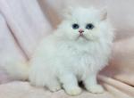 Alice - Persian Kitten For Sale - Callahan, FL, US