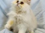 Griffin - Persian Cat For Sale - Callahan, FL, US