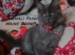 Bodhi - Maine Coon Cat For Sale - Santa Maria, CA, US