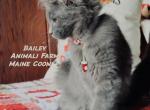 Bailey - Maine Coon Cat For Sale - Santa Maria, CA, US