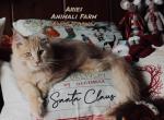 Aries - Maine Coon Cat For Sale - Santa Maria, CA, US