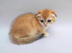 Simba - Scottish Fold Cat For Sale - Hollywood, FL, US