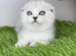 Quick - Scottish Fold Cat For Sale - Hollywood, FL, US