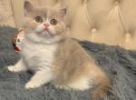 Kelly - British Shorthair Cat For Sale - Miami, FL, US