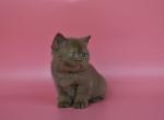 Simi - British Shorthair Cat For Sale - Miami, FL, US