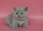 Sheyla - British Shorthair Cat For Sale - Miami, FL, US