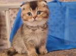 Felix - Scottish Fold Cat For Sale - Brooklyn, NY, US