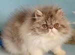 Marvin - Persian Cat For Sale - Brooklyn, NY, US