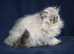 Yula - Persian Cat For Sale - Brooklyn, NY, US