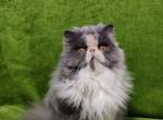 Aqua - Persian Cat For Sale - Brooklyn, NY, US