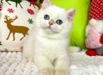 Jasmin - British Shorthair Cat For Sale - Brooklyn, NY, US