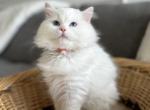 Fluffy Ball Orange - Ragdoll Cat For Sale - NC, US