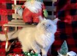 Niko - Ragdoll Kitten For Sale - Joplin, MO, US