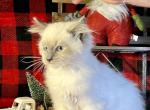 Sugar Plum - Ragdoll Kitten For Sale - Joplin, MO, US