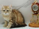 Highlander CFA certified - Siberian Cat For Sale - Ashburn, VA, US