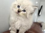 Diamond - Siberian Cat For Sale - Bonita Springs, FL, US