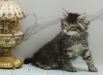 Kolina of RomanovCats - Siberian Kitten For Sale - Ashburn, VA, US