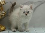 Krystalina of RomanovCats - Siberian Kitten For Sale - Ashburn, VA, US