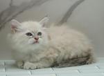 Ilarion CFA certified - Siberian Kitten For Sale - Ashburn, VA, US