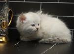 Musketeer of Romanov Dynasty - Siberian Kitten For Sale - Ashburn, VA, US