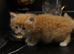 Mushu of Romanov Dynasty - Siberian Cat For Sale - Ashburn, VA, US