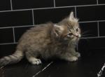 Meadow of Romanov Dynasty - Siberian Kitten For Sale - Ashburn, VA, US