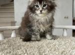 Lamborghini - Maine Coon Kitten For Sale - Hollywood, FL, US