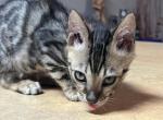 Junip - Bengal Kitten For Sale - Kyle, TX, US