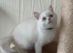 Casper - British Shorthair Cat For Sale - Jacksonville, FL, US