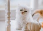 Fendi - British Shorthair Cat For Sale - Jacksonville, FL, US