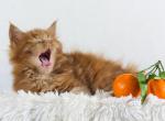 Xiomara - Maine Coon Cat For Sale - Brooklyn, NY, US