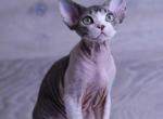 Richie - Devon Rex Cat For Sale - Philadelphia, PA, US