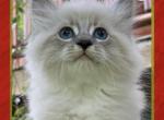 Beauties - Manx Kitten For Sale - 